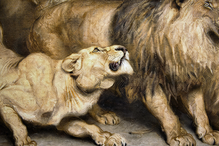 Detail: the snarling lioness and wary lion